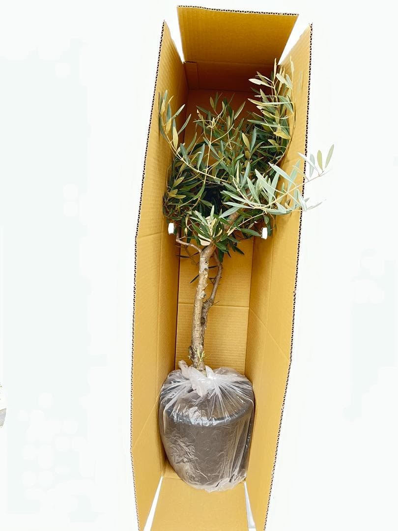 オリーブの木　ルッカ　8号　約150cm　K-281　人気品種　現品掲載