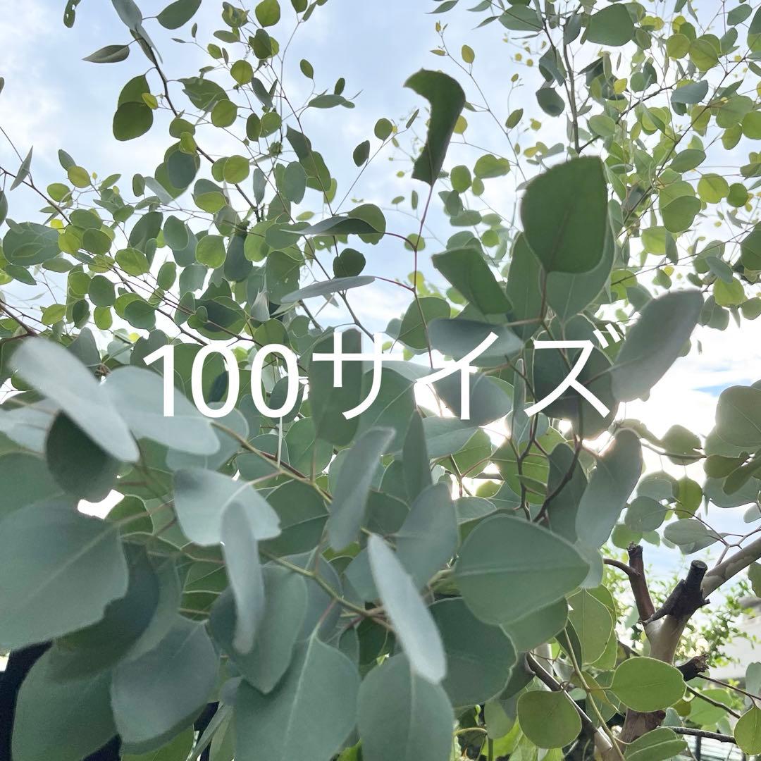 ユーカリポポラス　100サイズ