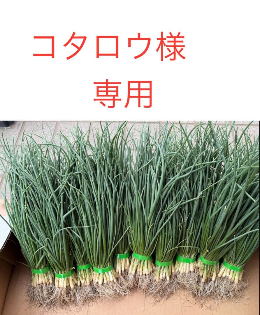 コタロウ　ネオアース玉ねぎ苗　4000本