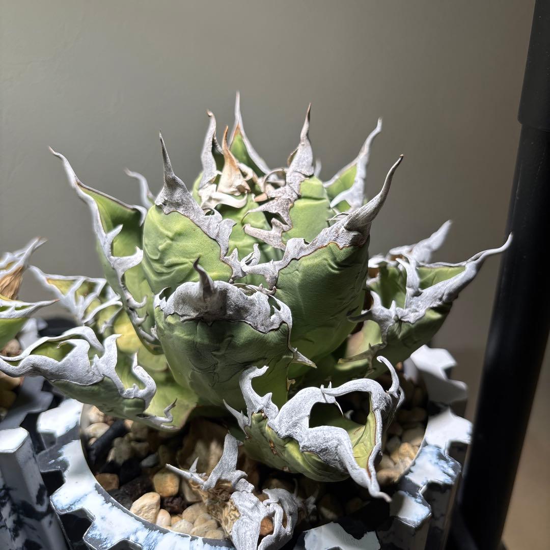 アガベ　チタノタ　オアハカ