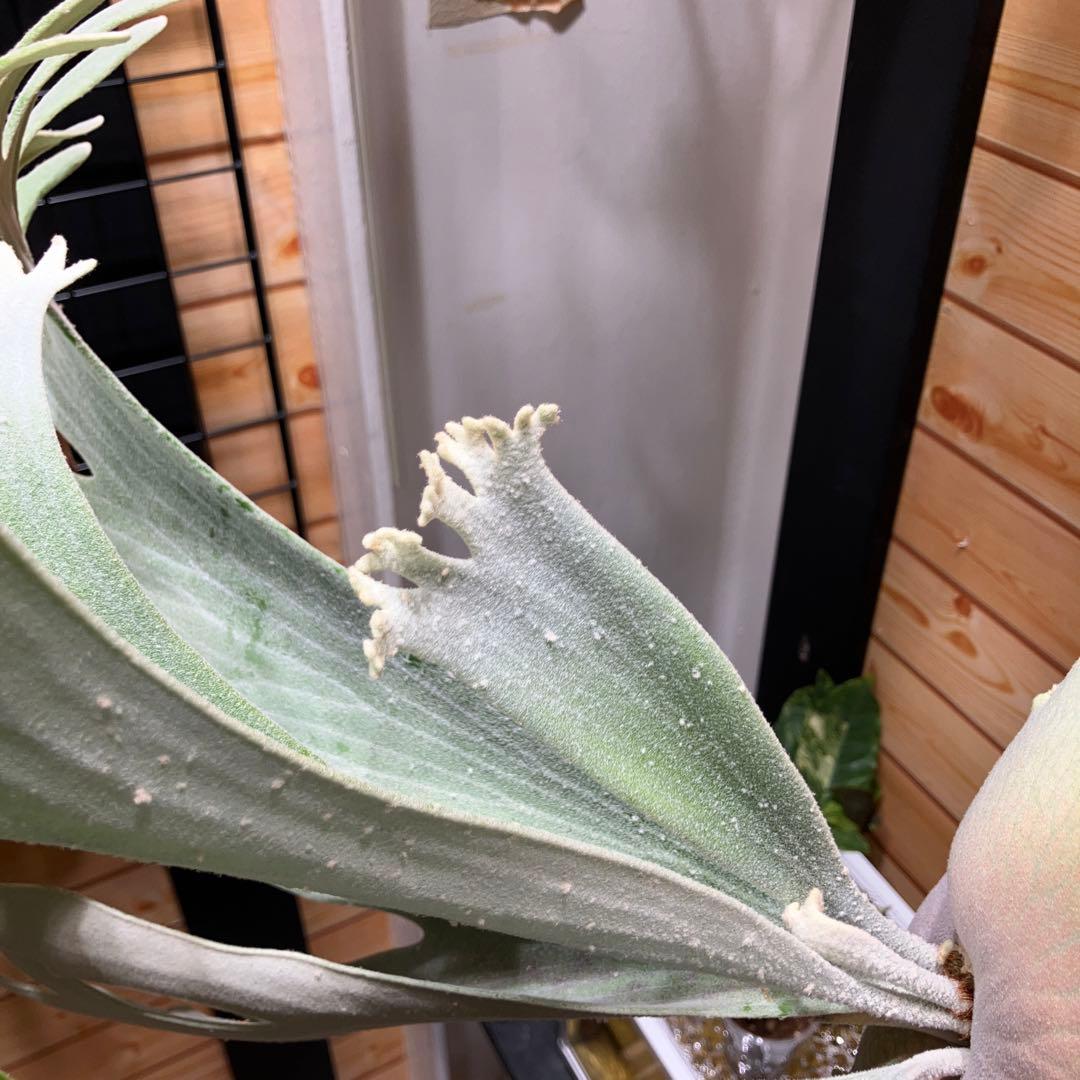 P.celso ビカクシダセルソタツタ