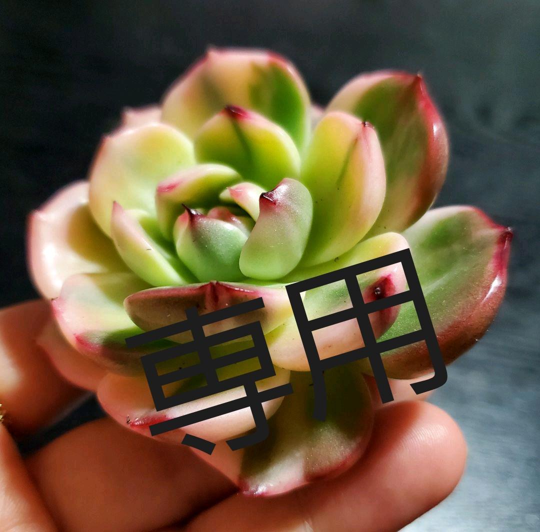 多肉・フラメンコ錦・極上派手色斑・ちびっこ2個付き