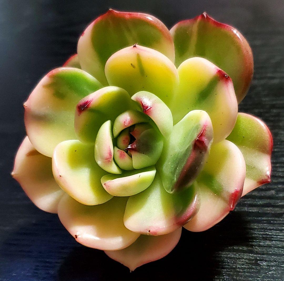 多肉・フラメンコ錦・極上派手色斑・ちびっこ2個付き