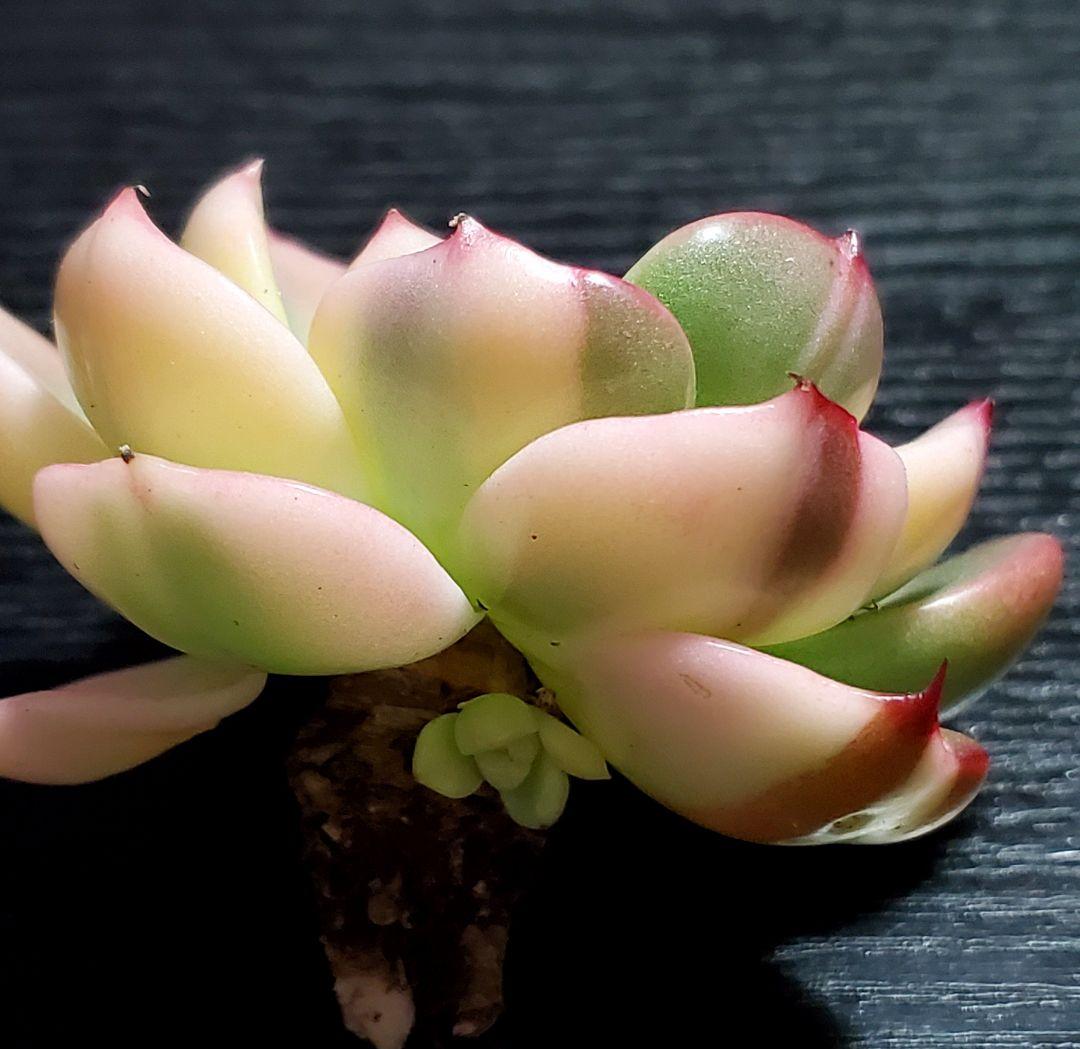 多肉・フラメンコ錦・極上派手色斑・ちびっこ2個付き