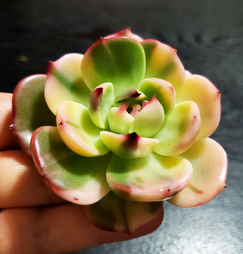 多肉・フラメンコ錦・極上派手色斑・ちびっこ2個付き