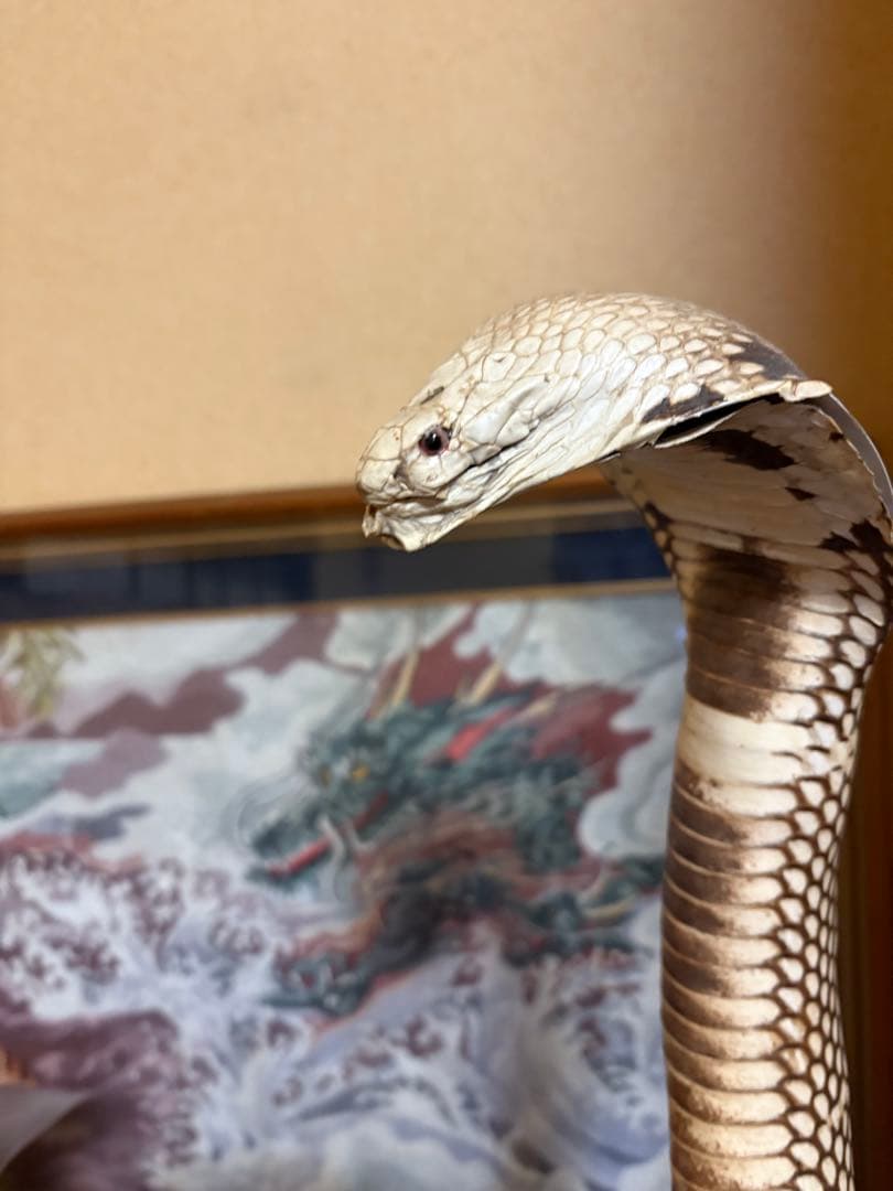 本物のヘビの皮 コブラの置物 高さ約60cm