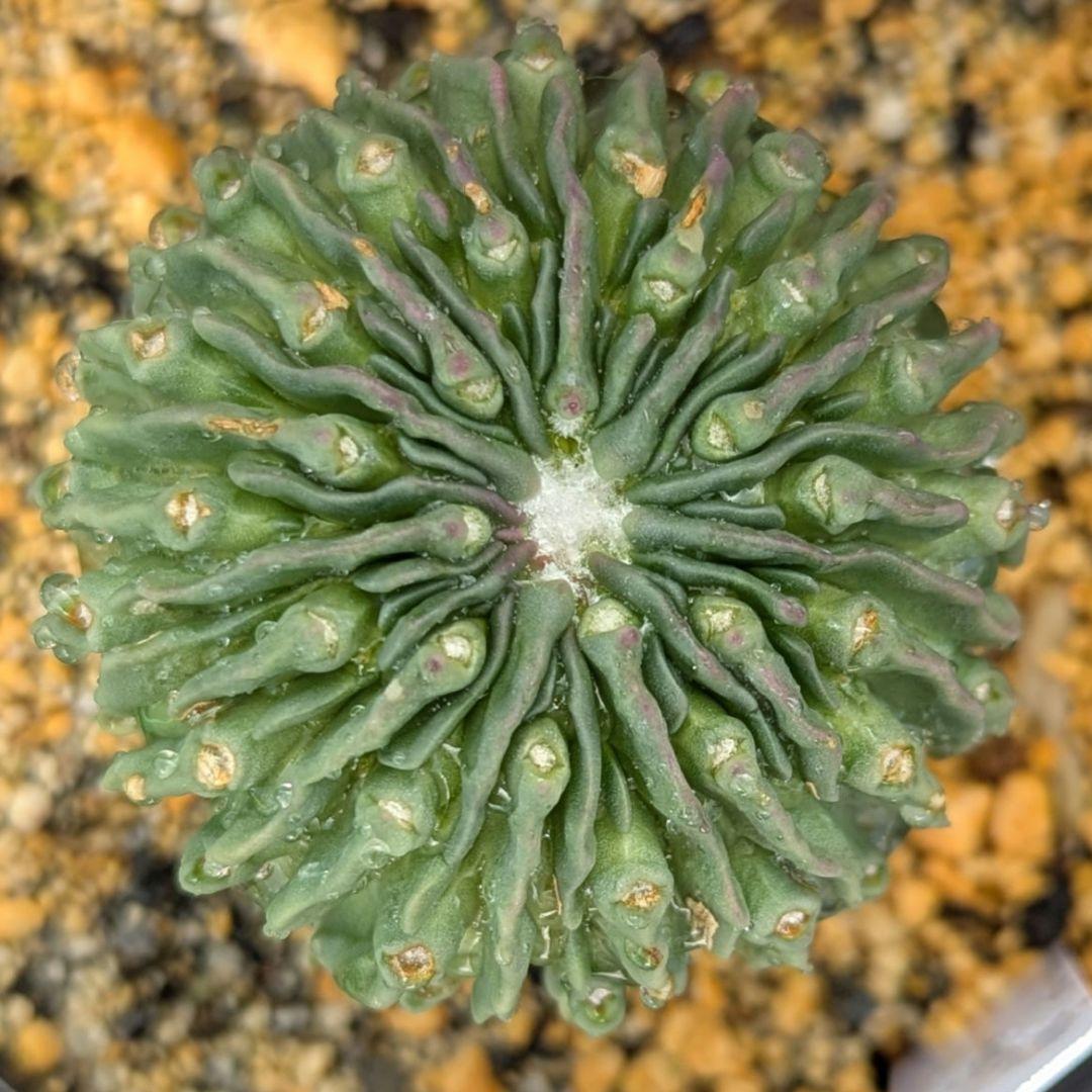 レアサボテンコレクション・エキノフォスロ属・縮玉モンストローサinわけけのお店