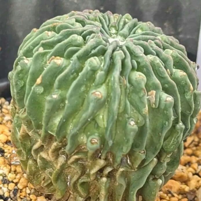 レアサボテンコレクション・エキノフォスロ属・縮玉モンストローサinわけけのお店