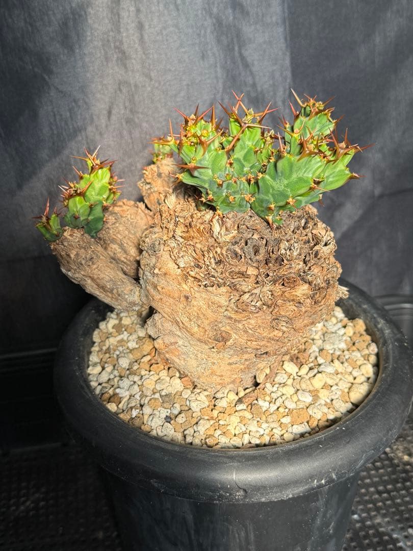 ①ユーフォルビア　クラビゲラ