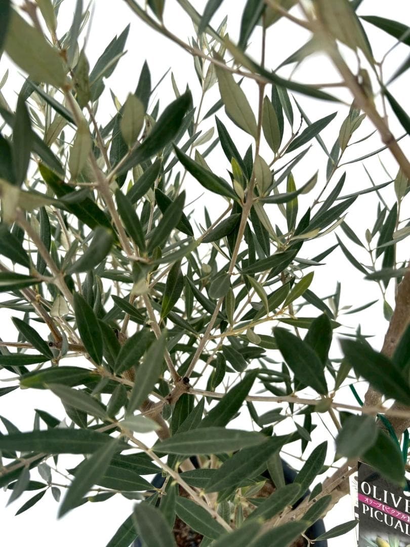 オリーブの木　ピクアル　10号　約165cm　NO.870　人気品種　現品掲載