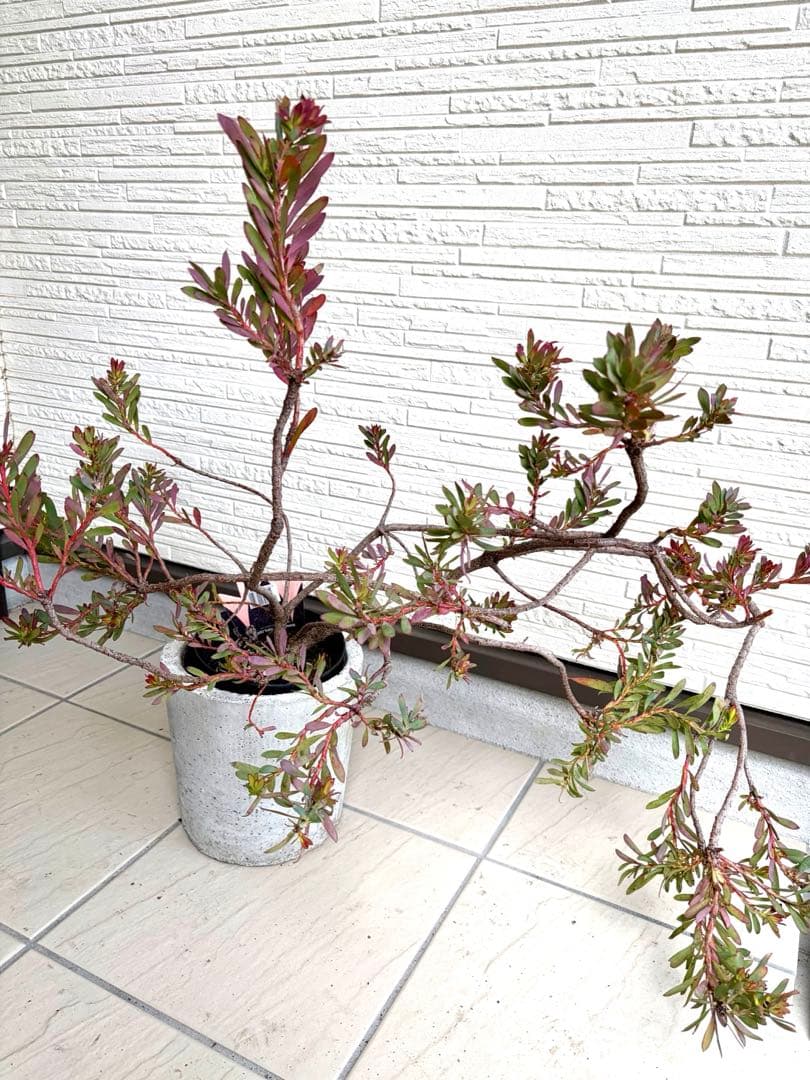 リューカデンドロン　デビルズブラッシュ