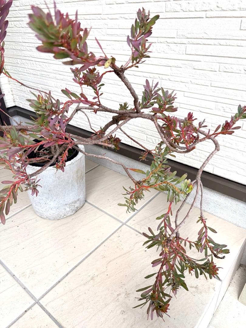 リューカデンドロン　デビルズブラッシュ