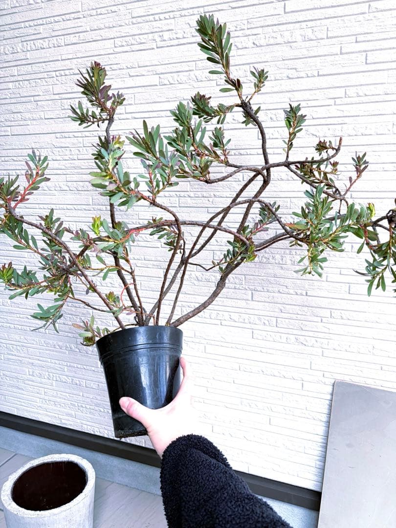 リューカデンドロン　デビルズブラッシュ