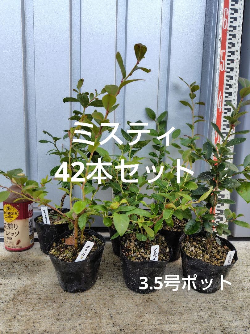 ブルーベリー苗ミスティ3.5号ポット42本セット