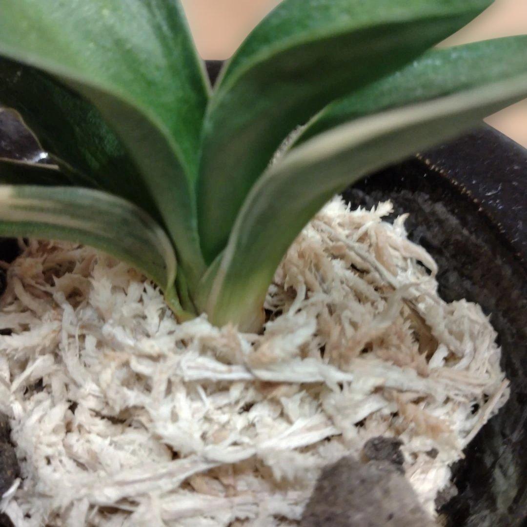 万年青 おもと 力和（りきわ）2才苗 美 優良株 黒楽鉢植え