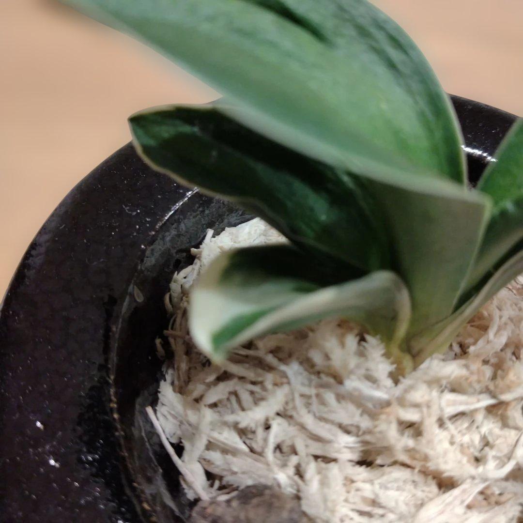 万年青 おもと 力和（りきわ）2才苗 美 優良株 黒楽鉢植え