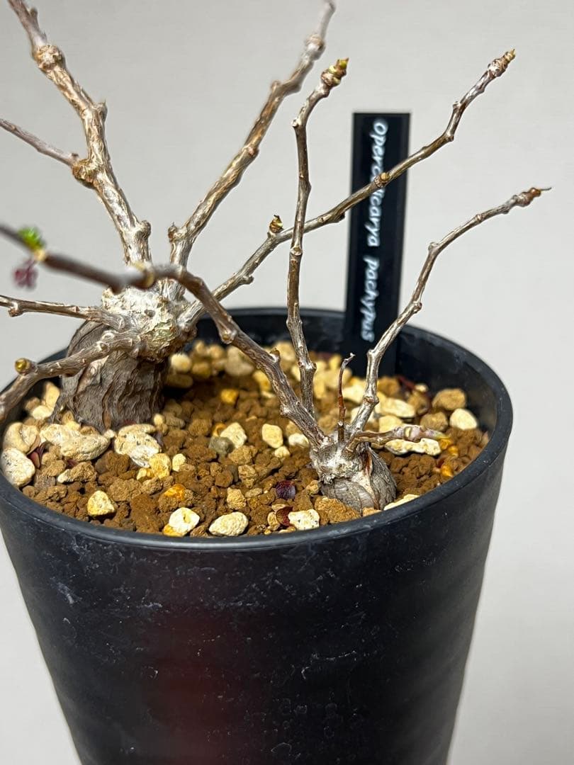 オペルクリカリア パキプス 根挿し 2株セット売り