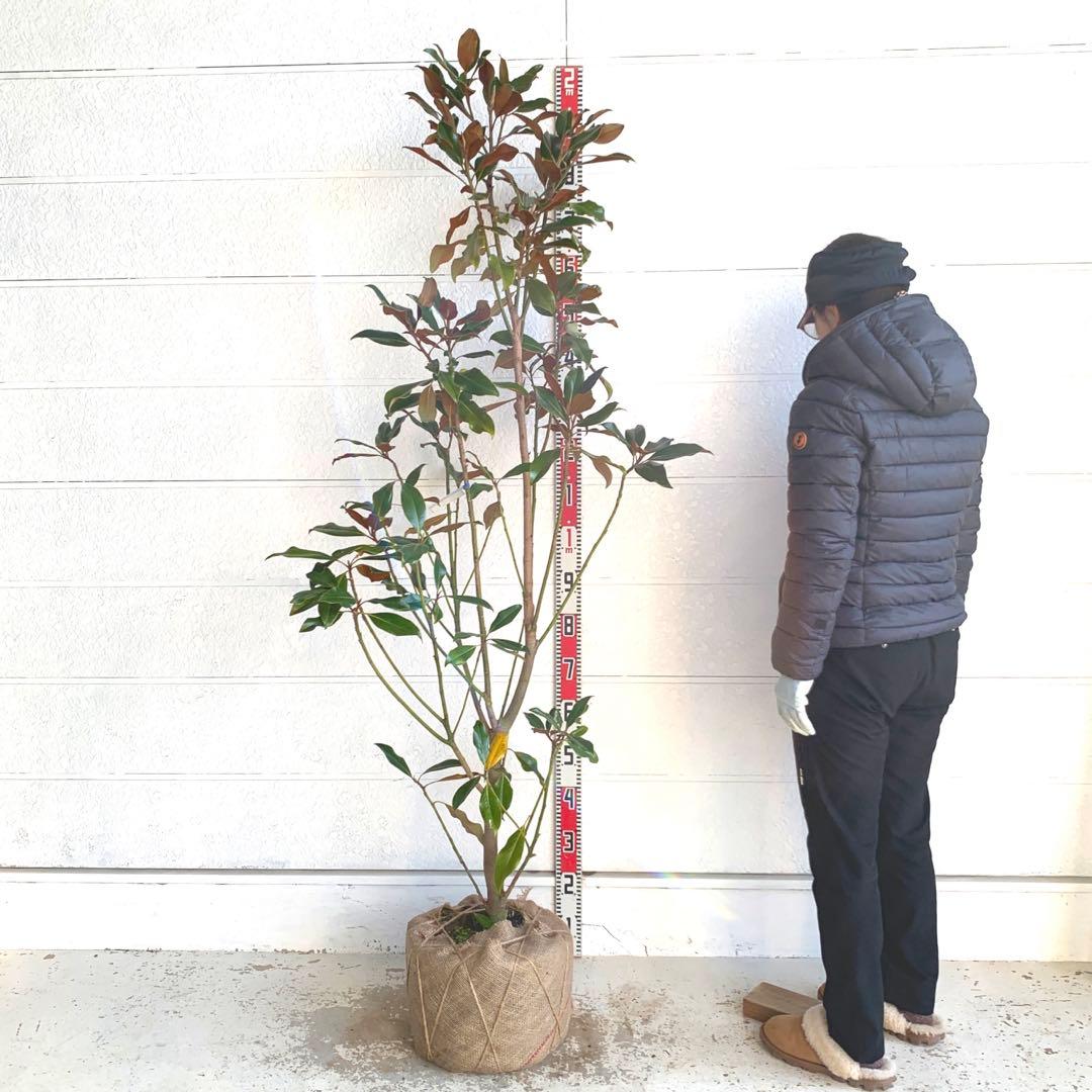 大株　タイサンボク　ケイパレス　約200cm 大山木　リトルジェム　04