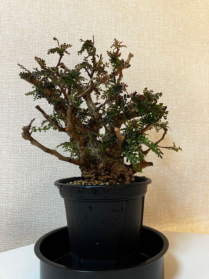 オペルクリカリア　パキプス　ベアルート株　発根済