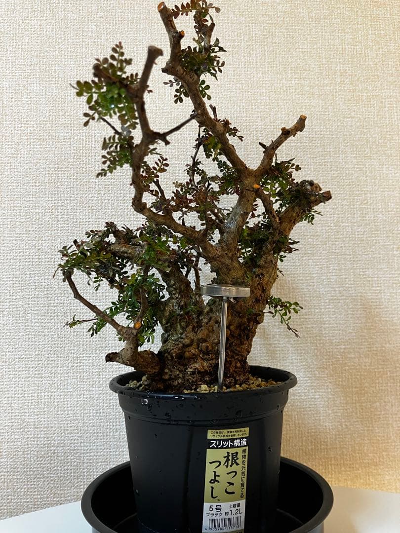 オペルクリカリア　パキプス　ベアルート株　発根済