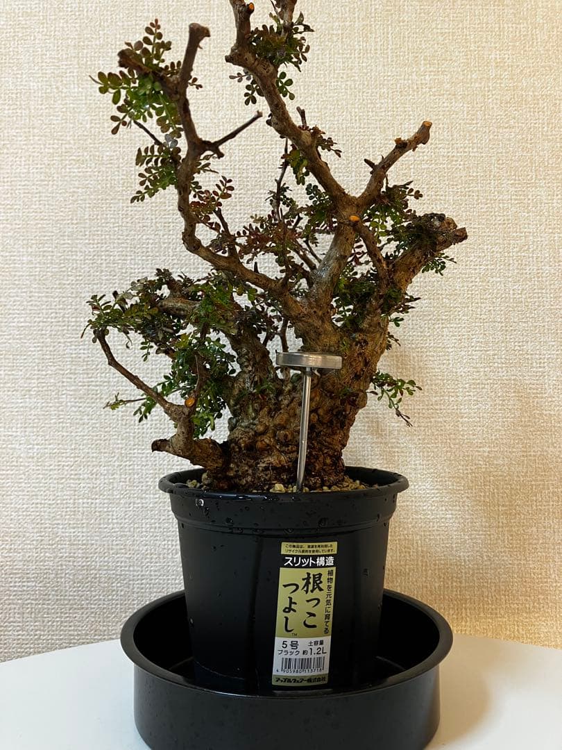 オペルクリカリア　パキプス　ベアルート株　発根済