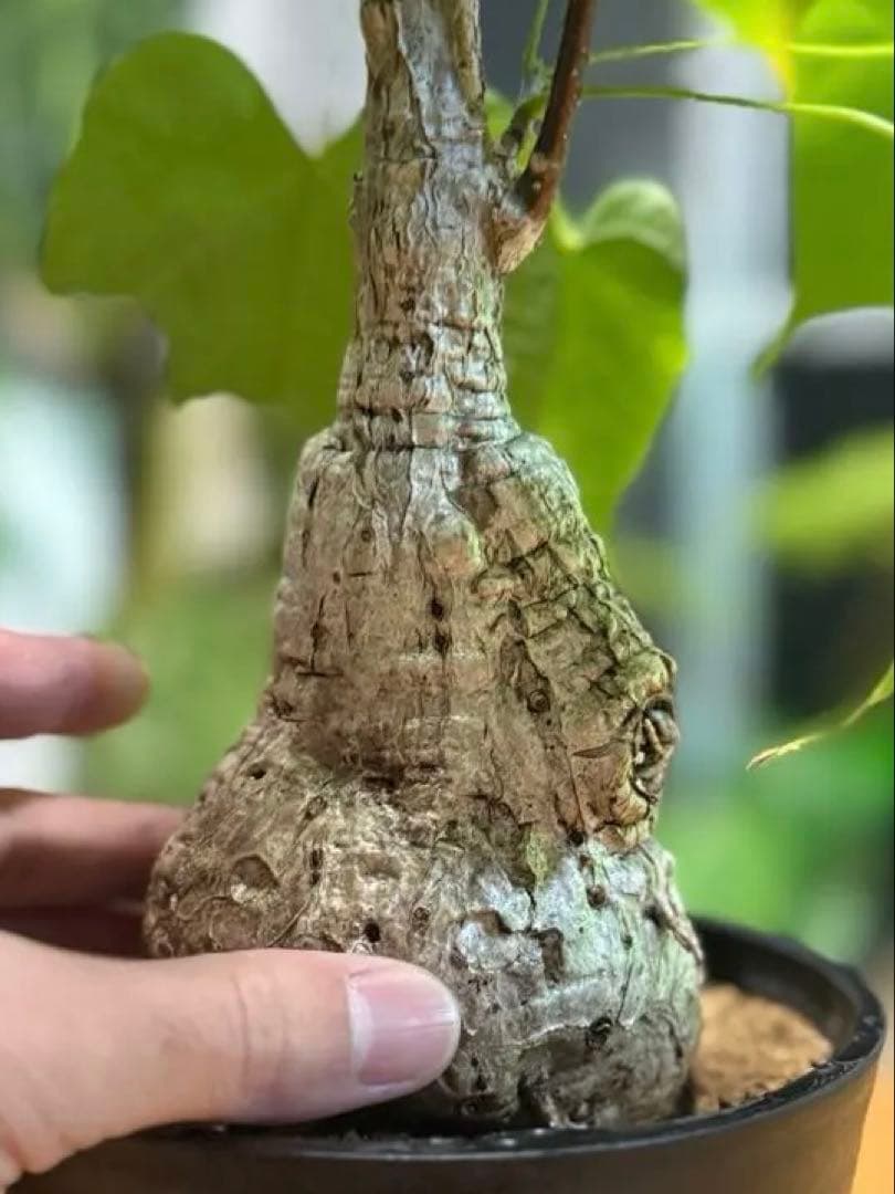 フィルミアナコロラータ 幹10cm 綺麗な樹形 15cmポット 鉢ごと発送 速達
