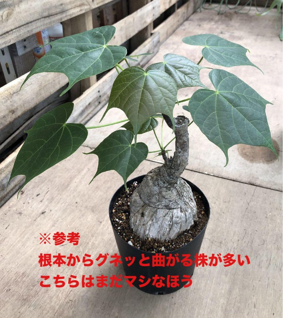 フィルミアナコロラータ 幹10cm 綺麗な樹形 15cmポット 鉢ごと発送 速達