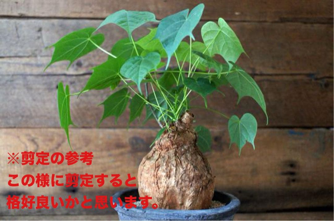 フィルミアナコロラータ 幹10cm 綺麗な樹形 15cmポット 鉢ごと発送 速達