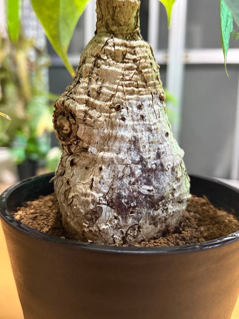 フィルミアナコロラータ 幹10cm 綺麗な樹形 15cmポット 鉢ごと発送 速達