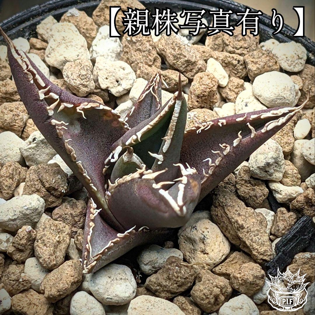 【 海王最上級優良血統】\