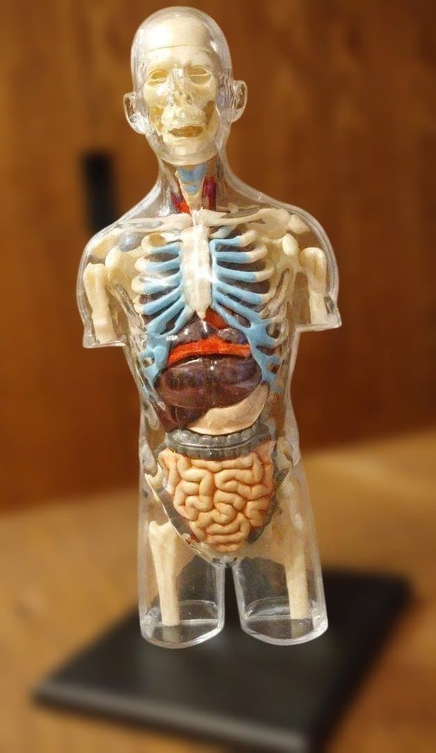 即日発送！４D　MASTER　人体模型 インテリア 解剖学 知育