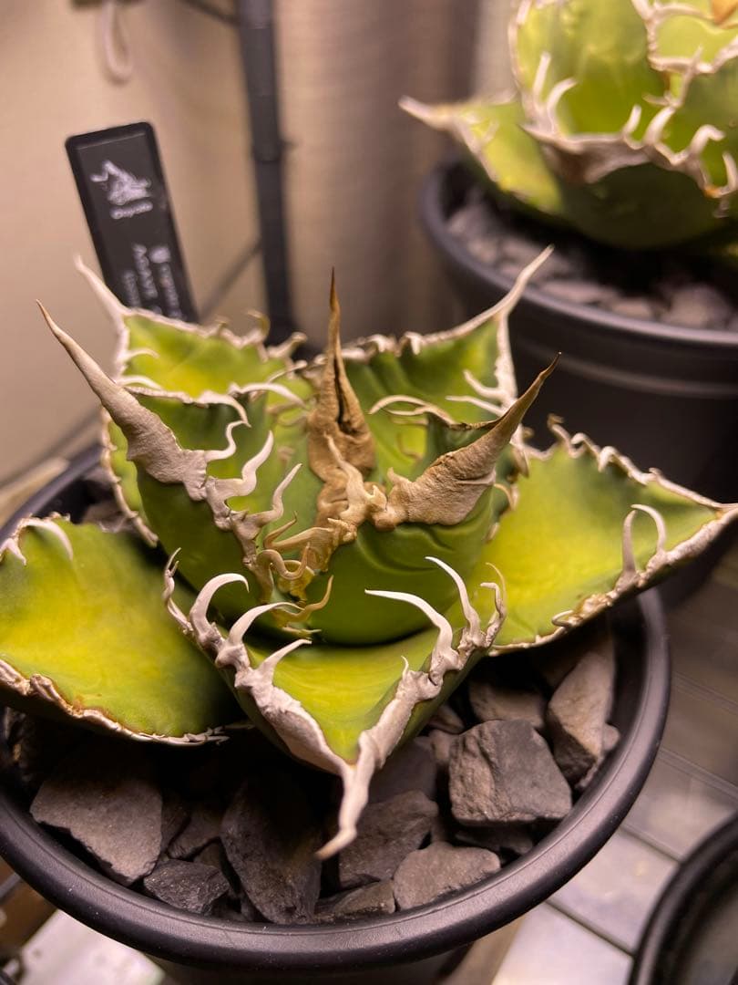 M*4様 agave oteroi siciliana 発根済み　子株