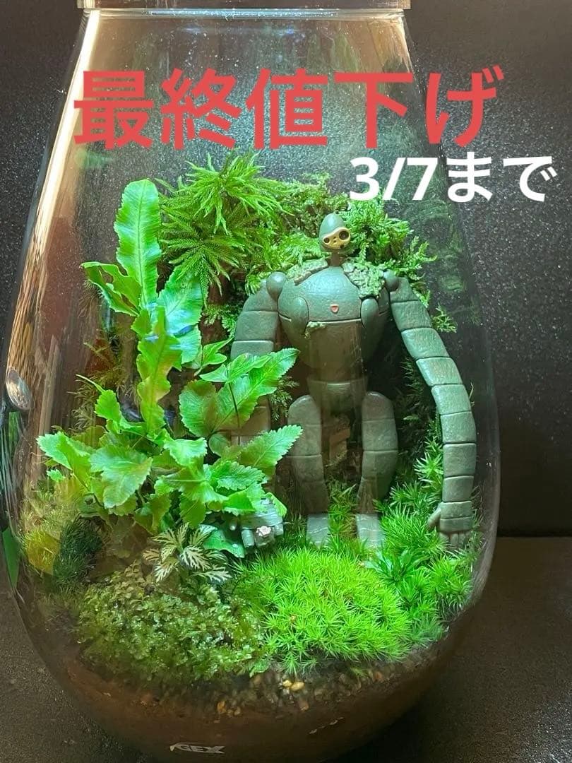 苔テラリウム　⑥