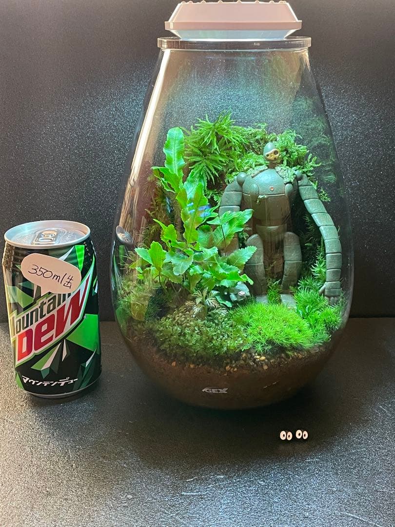 苔テラリウム　⑥