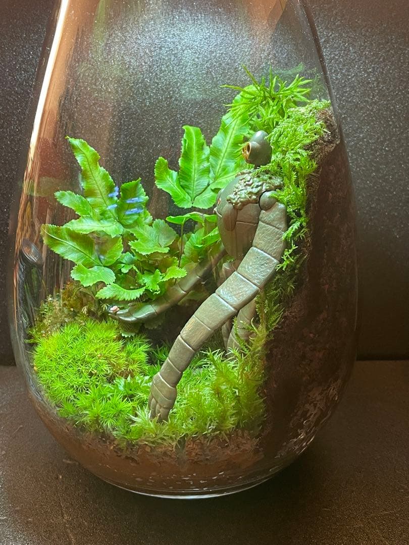 苔テラリウム　⑥