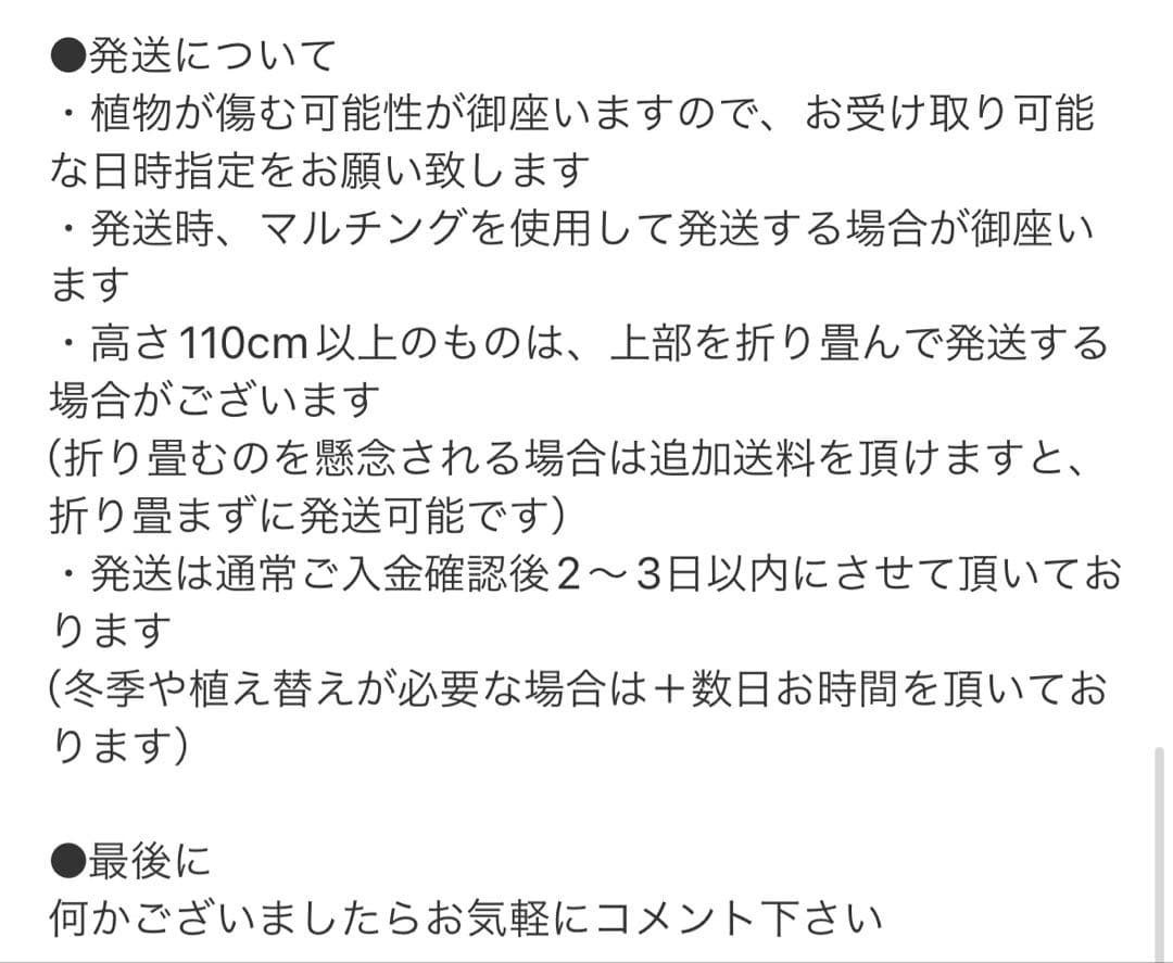 ［現品］※売約済※ 店舗　33番　フィカス　ウンベラータ　8号　観葉植物　室内