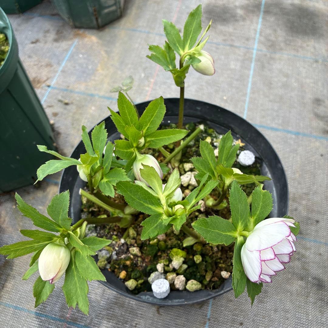 クリスマスローズ　小輪ピコティ　７寸　開花途中