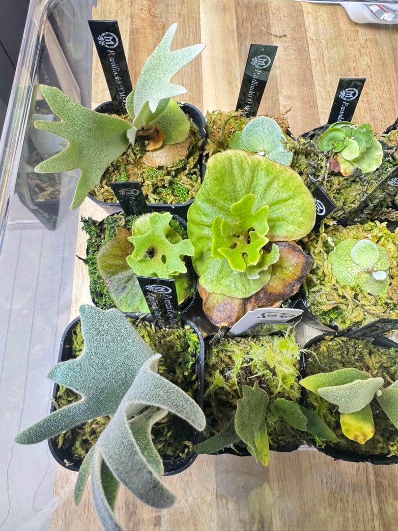 dwarf 15種　ビカクシダ　1月3日でけします。