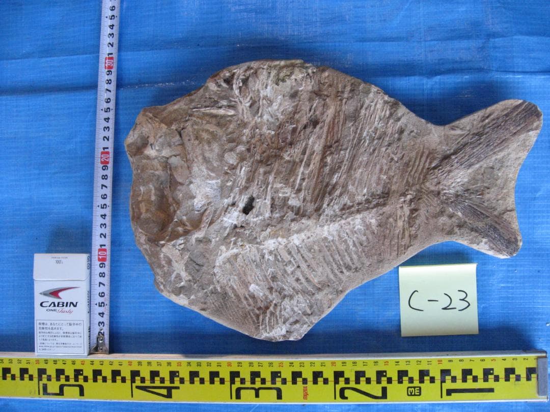 化石　C-23