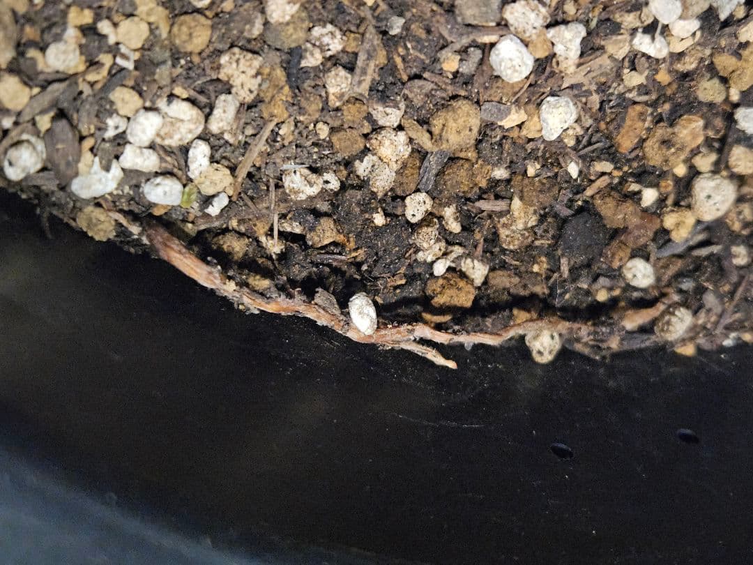 ユッカロストラータ 太株 (ふ)