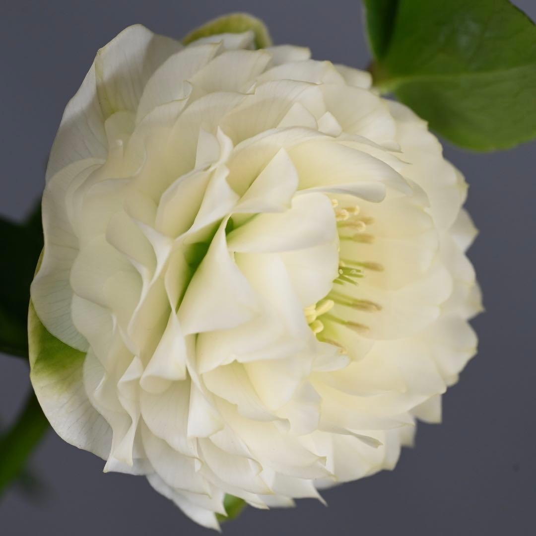 クリスマスローズ 超多弁ホワイト【開花3年目充実株】