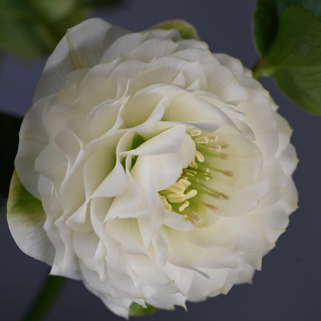 クリスマスローズ 超多弁ホワイト【開花3年目充実株】