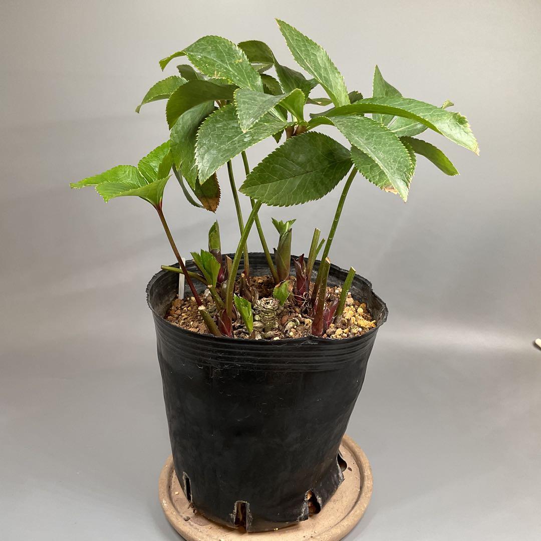 クリスマスローズ 超多弁ホワイト【開花3年目充実株】