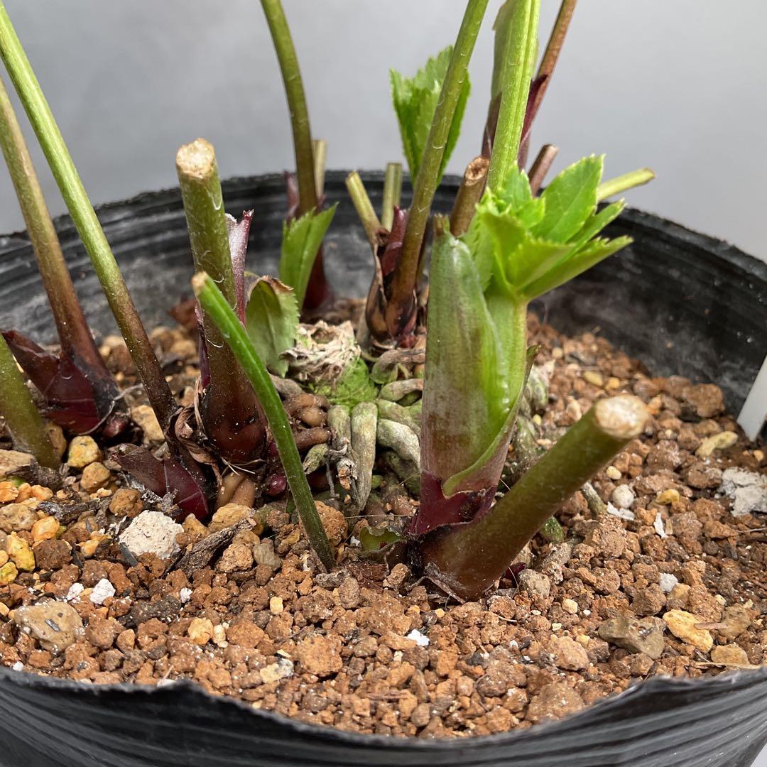 クリスマスローズ 超多弁ホワイト【開花3年目充実株】