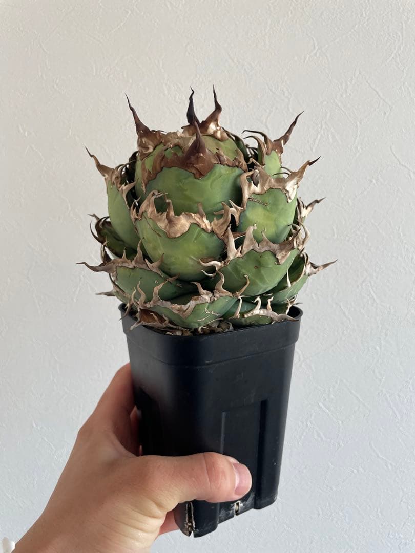 アガベ　チタノタ　シーザー　lize産