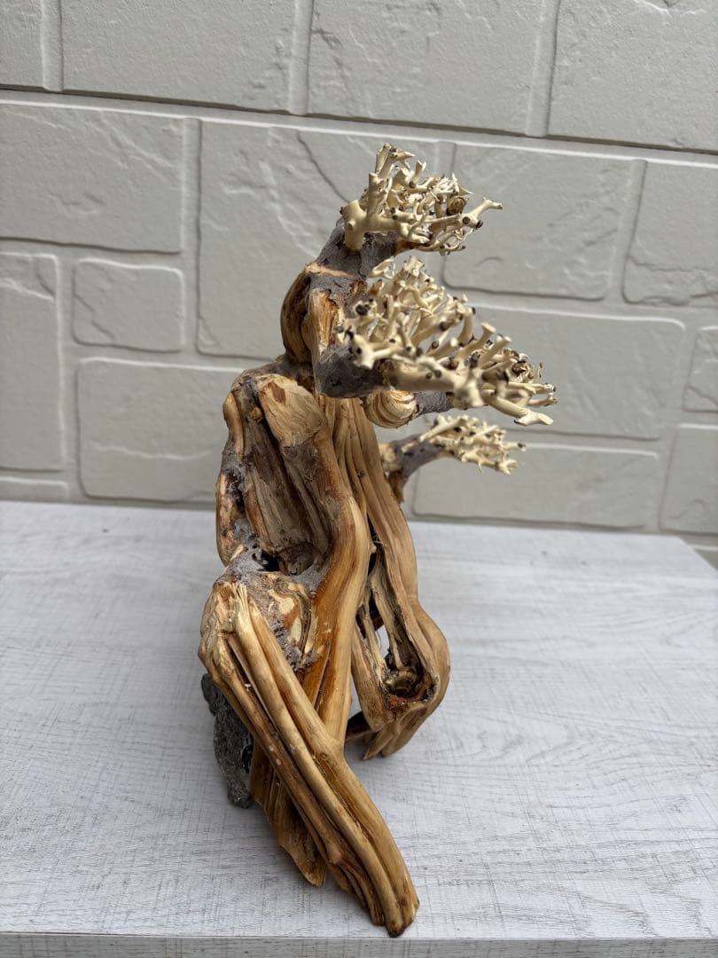 流木盆栽　流木