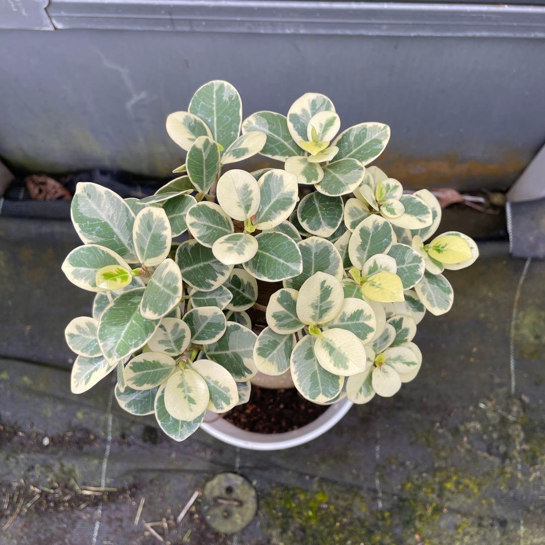 パンダガジュマル　斑入り　接木　希少　6号サイズ