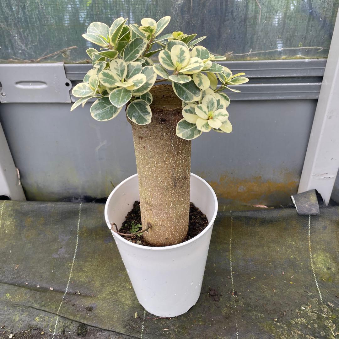 パンダガジュマル　斑入り　接木　希少　6号サイズ