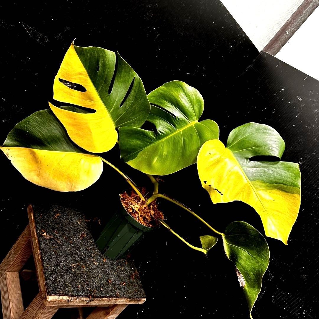 F*7様 斑入りモンステラボルシギアナオーレアハーフムーン黄斑4号鉢植え48cm