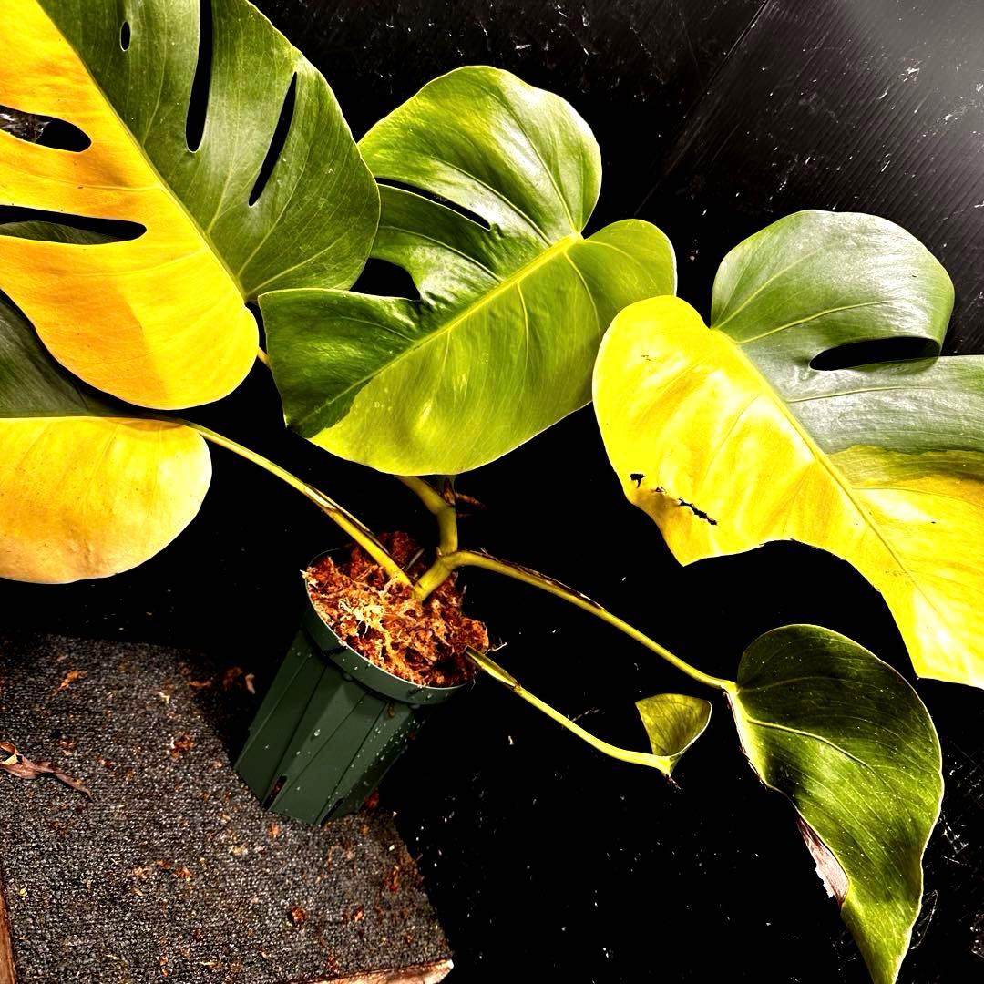 F*7様 斑入りモンステラボルシギアナオーレアハーフムーン黄斑4号鉢植え48cm
